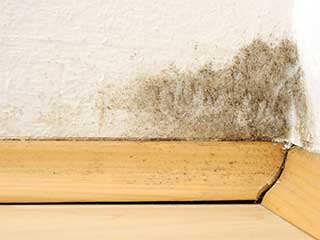 Mold Removal | Pasadena, CA Cheap Mold Removal | Pasadena, CA