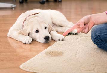 Tough Pet Odors and Stains | Carpet Cleaning Pasadena
