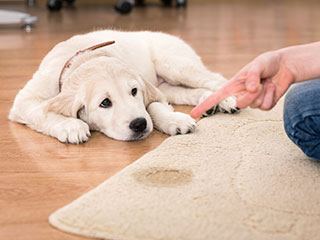 Tough Pet Odors and Stains | Pasadena