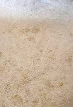 Effective Pet Stain Removal Pasadena
